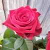 Bouquet de roses – Image 16
